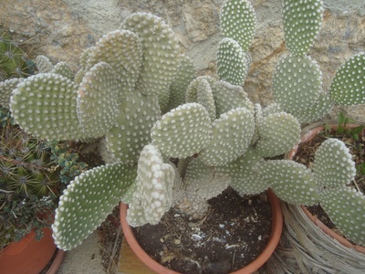Bunny ears cactus