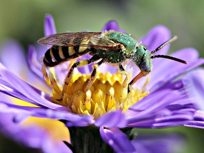 Carpenter bee (tunnel-nesting species)