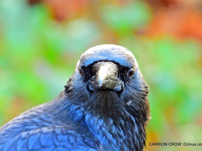 Carrion Crow