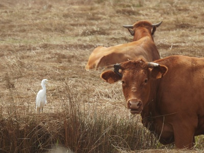 Cattle Egret