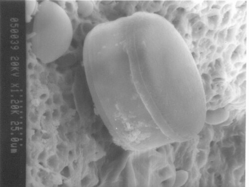 List of Protists - 33Science