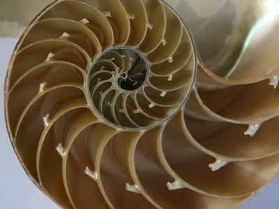 Chambered nautilus