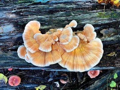Chicken of the woods