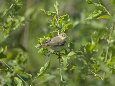 Chiffchaff