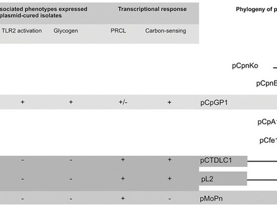 Chlamydia pneumoniae