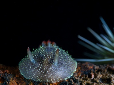 Chromodoris nudibranch