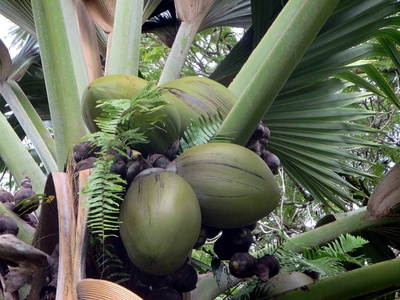 Coco de mer (Lodoicea maldivica)
