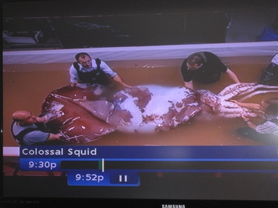 Colossal squid