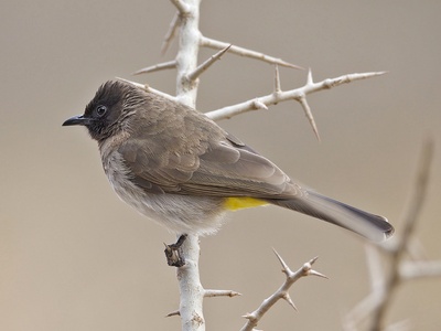 Common bulbul