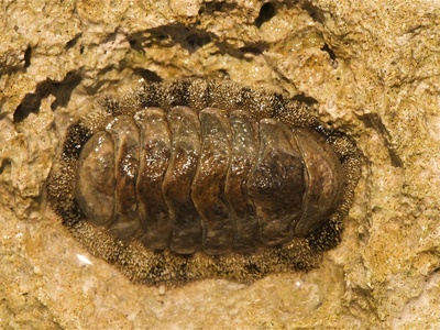 Common chiton
