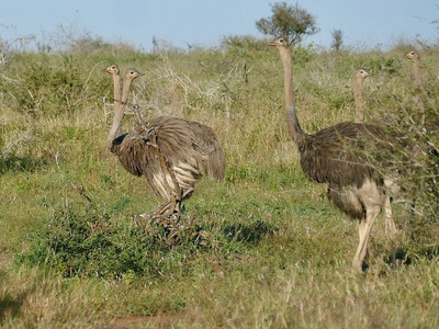 Common ostrich