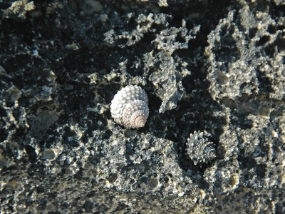 Common periwinkle (rock)