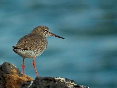 Common Redshank