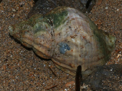 Common whelk