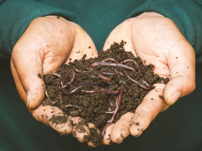 Compost worm