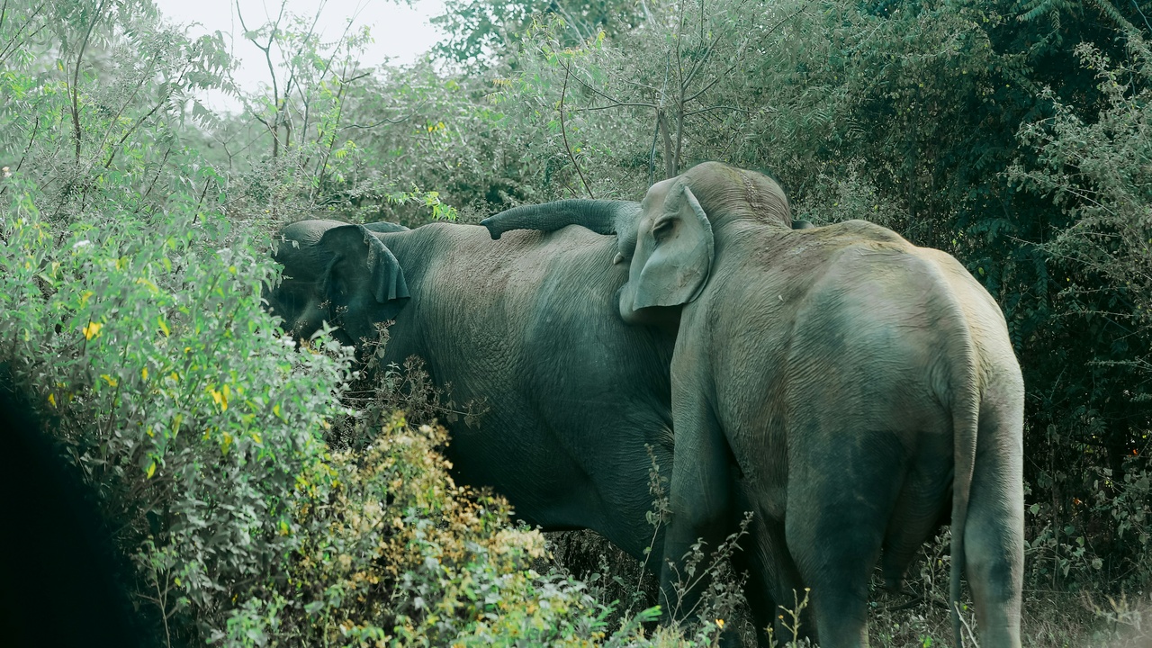 Park ranger and elephant illustrating conservation and human-wildlife interaction.
