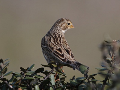 Corn Bunting