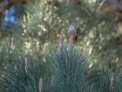 Corsican Nuthatch