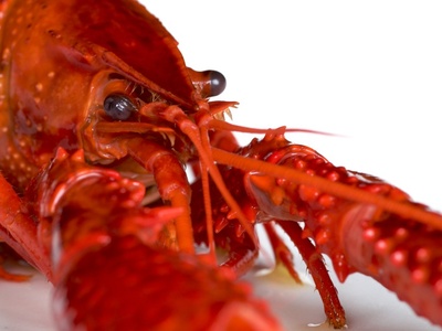 Crayfish