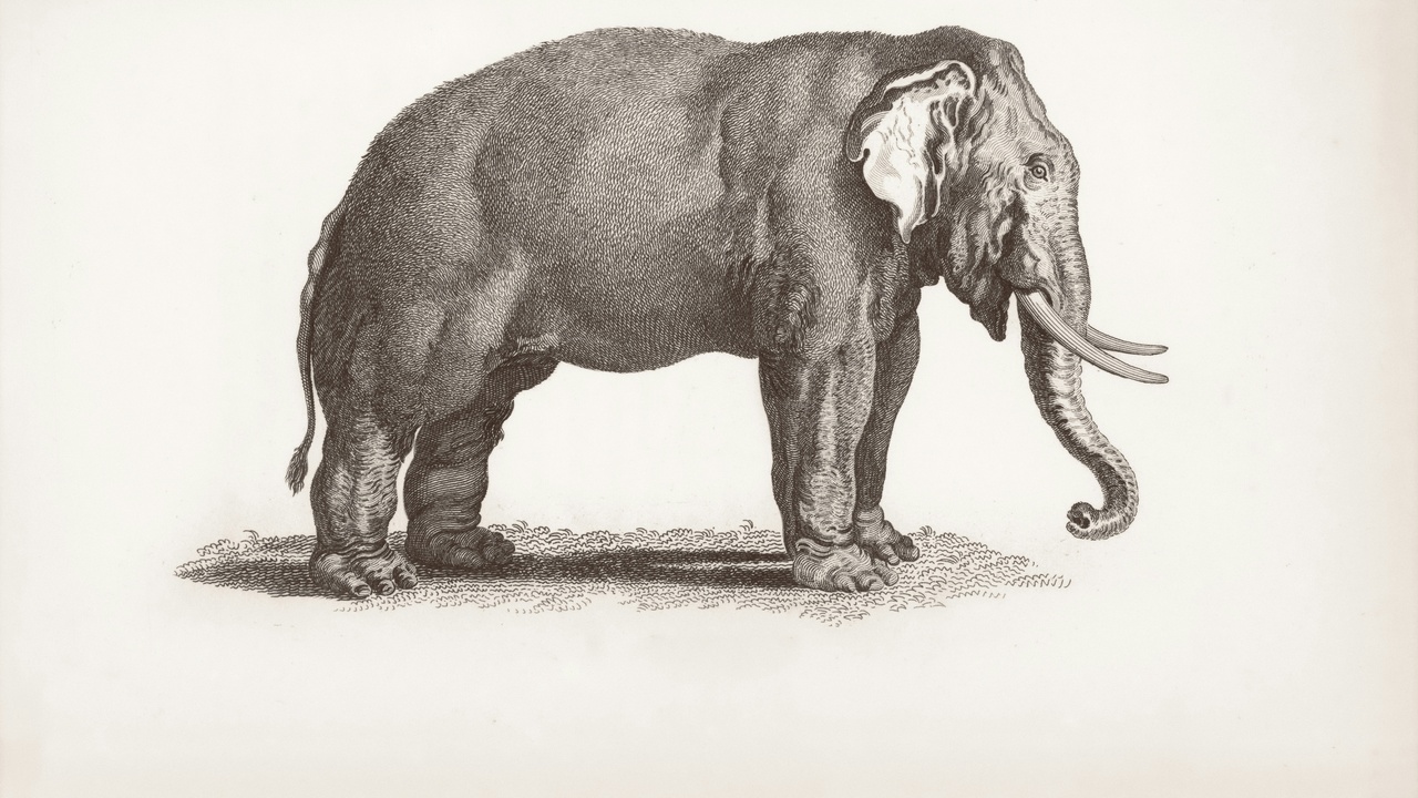 Vintage cartoon of an elephant (Dumbo-style) representing cultural myths about elephants.