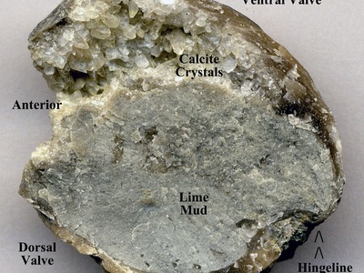 Deposit-feeding bivalve