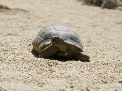 Desert tortoise