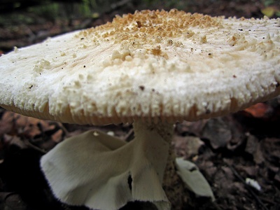 Destroying angel