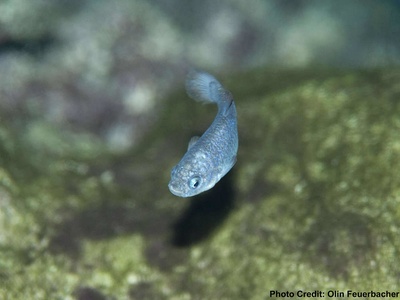 Devil's Hole pupfish