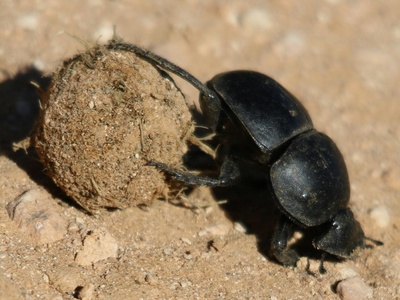 Dung beetle
