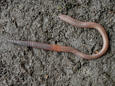 Earthworm