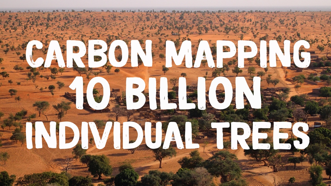 Forest canopy and coastal mangroves storing carbon