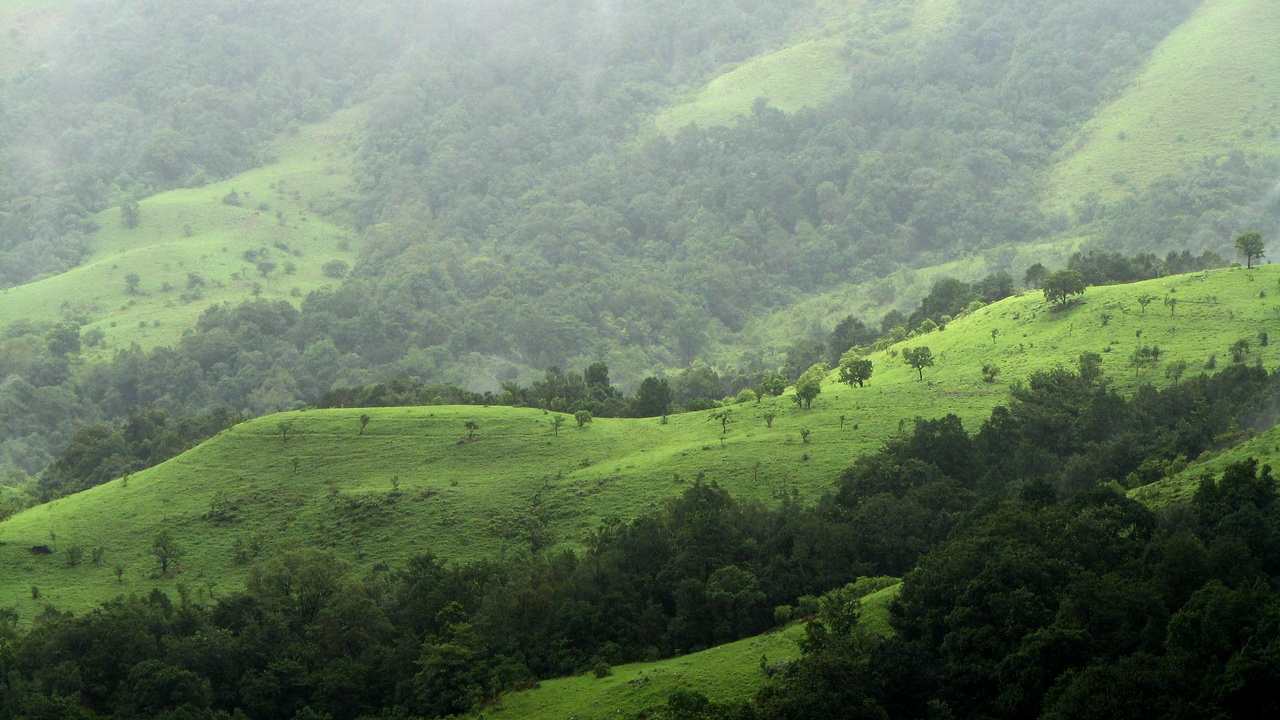 Forest canopy and biodiversity: contrast between cleared land and newly planted trees