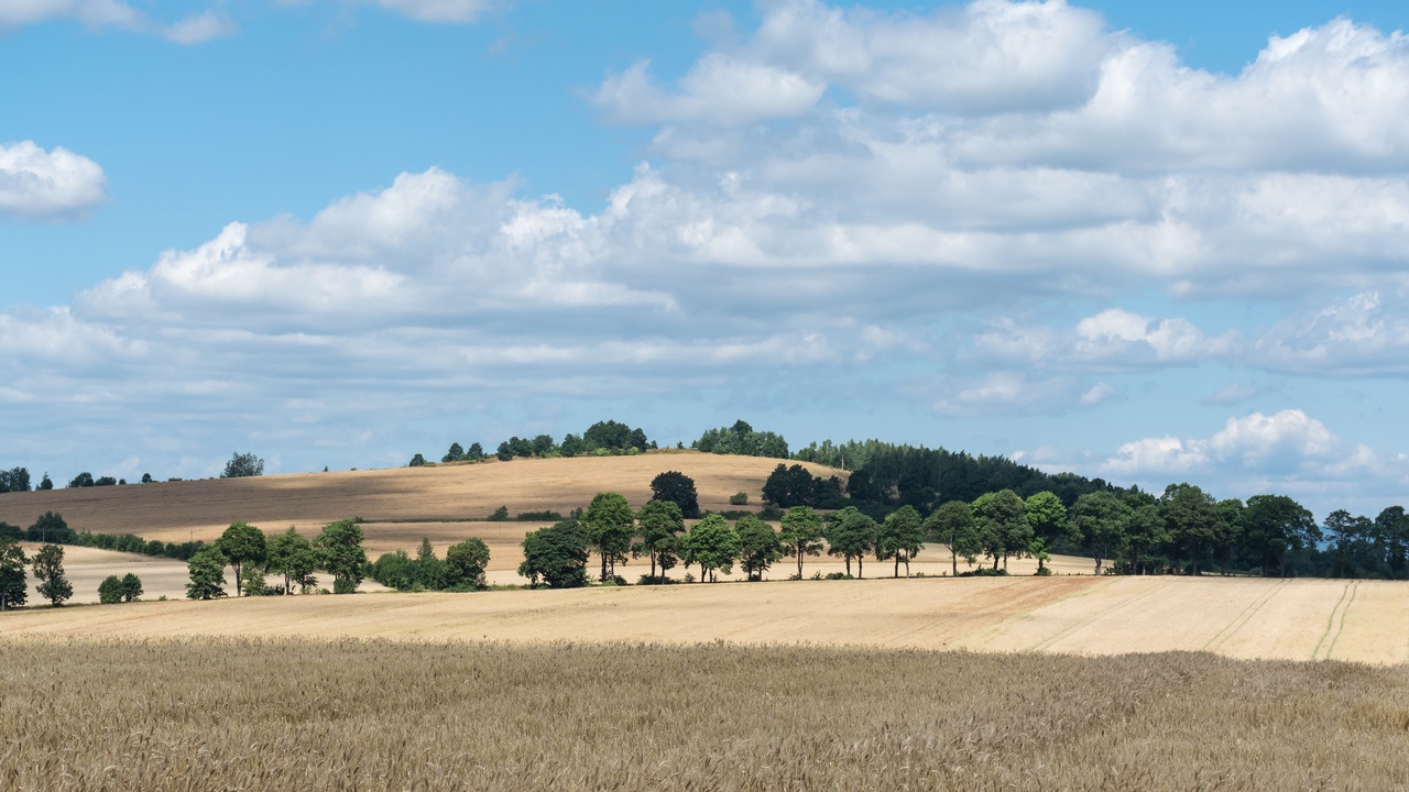 Cereal fields and forest illustrating ecological roles of monocots and dicots