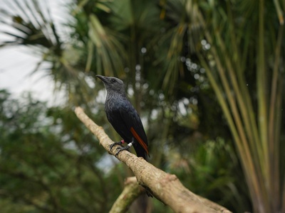Endemic land birds (e.g., Seychelles magpie-robin, black parrot)