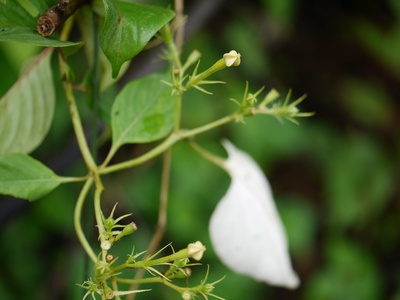 Endemic plants and flora biodiversity