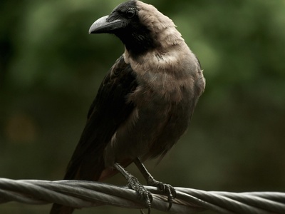 Ethiopian bush-crow