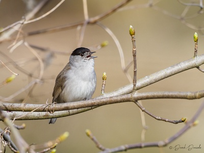 Eurasian Blackcap