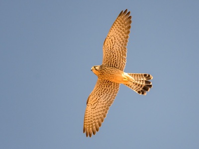 Eurasian Kestrel