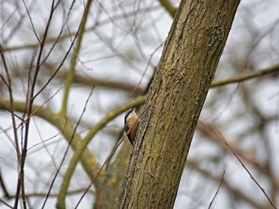 Eurasian Nuthatch