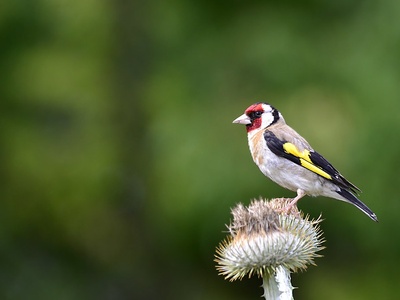 European Goldfinch