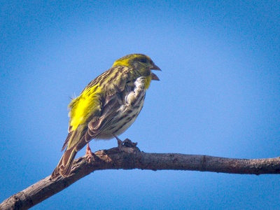 European Serin