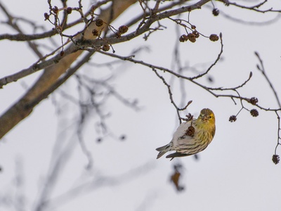 European Siskin