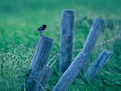 European Stonechat