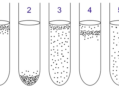 Facultative anaerobe