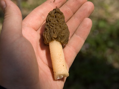 False morel