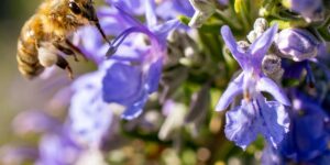 Pollinators: The Complete List - 33Science