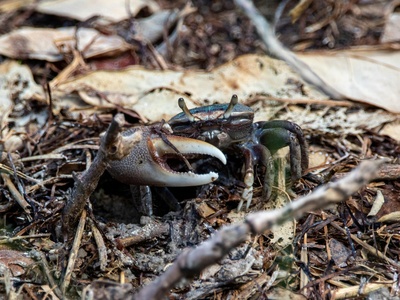Fiddler crab