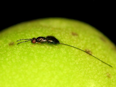 Fig wasps