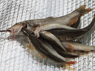 Fisheries (marine capture)