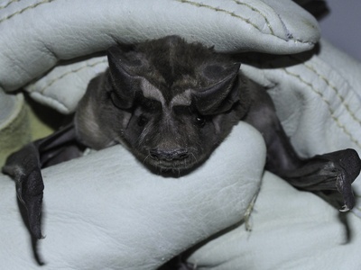Florida bonneted bat